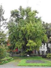 Der älteste Ginkgobaum Thüringens