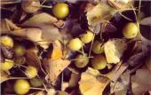 Laub und abgefallene Samenanlage im Herbst -