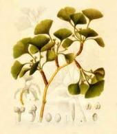 Aus 'Flora Japonica',  Siebold & Zuccarini