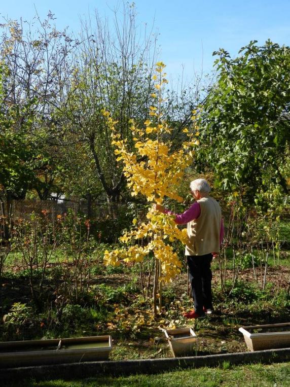 Frau Annie MEYZEN sendete uns die beiden Fotos - den Ginkgo hat sie 2007 bei ihrem Weimar Besuch erworben. Der Baum wächst im warmen Südfrankreich.